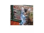 Adopt Morocco a Maine Coon / Mixed (medium coat) cat in San Jacinto