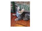 Adopt Kasbah a Maine Coon / Mixed (medium coat) cat in San Jacinto