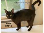 Adopt Maya a Domestic Shorthair / Mixed (short coat) cat in Spring