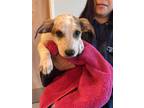 Adopt Piper pup a Red/Golden/Orange/Chestnut - with White Australian Cattle Dog