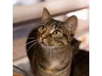 Adopt Gertie -- Bonded Buddy With Dazzle a Domestic Shorthair / Mixed cat in Des