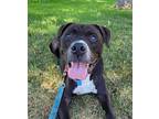 Adopt Smoke a American Pit Bull Terrier / Australian Cattle Dog / Mixed dog in