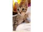 Adopt Eddy (bonded with Leo) a Brown Tabby Domestic Shorthair / Mixed (short