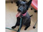 Adopt Mystica a Shepherd (Unknown Type) / Mixed dog in Potomac, MD (38750754)