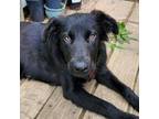 Adopt Morticia a Shepherd (Unknown Type) / Mixed dog in Potomac, MD (38750751)