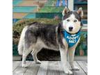 Adopt Diamond a Husky / Mixed dog in Pacific Grove, CA (38760912)