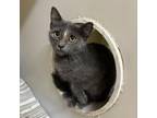 Adopt Jessica Andrews a Gray or Blue Domestic Shorthair / Mixed cat in Madison
