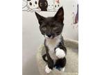 Adopt Leoria a Black & White or Tuxedo Domestic Shorthair / Mixed (short coat)