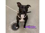 Adopt Midnight a American Pit Bull Terrier / Mixed dog in Birdsboro