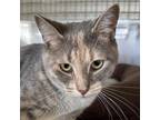 Adopt Morel a Calico or Dilute Calico Domestic Shorthair / Mixed cat in South