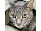 Adopt Willy Boo Boo a Gray or Blue Domestic Shorthair / Mixed cat in New