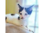 Adopt Jinx a White Domestic Shorthair / Mixed cat in Wichita, KS (38813244)