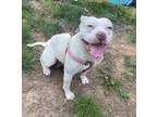 Adopt Piglet a White Pit Bull Terrier / Mixed dog in Kansas City, MO (38823024)