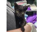 Adopt Alyssa a All Black Domestic Shorthair / Domestic Shorthair / Mixed cat in