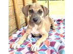 Adopt Raya a Tan/Yellow/Fawn - with White Terrier (Unknown Type