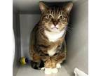 Adopt Tiera a Domestic Short Hair