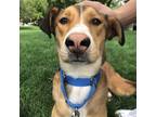 Adopt Abbott - good with other dogs! a Tan/Yellow/Fawn Mixed Breed (Large) /