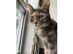 Adopt Daria a Tortoiseshell Domestic Shorthair / Mixed cat in Wilmington