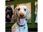 Adopt Clinton a White - with Tan, Yellow or Fawn Poodle (Standard) / Mixed dog