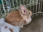 Adopt Blossom a English Spot / Mixed rabbit in Fairfield, PA (38729135)