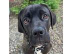 Adopt Stitch a Brindle - with White Mastiff / Mixed dog in Woodland