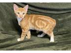 Adopt Nova a Orange or Red Tabby Domestic Shorthair / Mixed cat in Abita