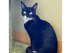 Adopt Yang a Domestic Shorthair / Mixed (short coat) cat in Aberdeen