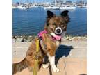 Adopt KODA BEAR a Brown/Chocolate Australian Shepherd / Mixed Breed (Medium) /