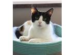 Adopt Katniss a White Domestic Shorthair / Domestic Shorthair / Mixed cat in