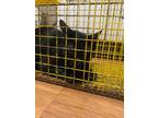 Adopt Jordi a All Black Domestic Shorthair / Domestic Shorthair / Mixed cat in