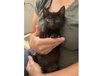 Adopt Wanda (Available for pre-adoption) a Domestic Shorthair / Mixed cat in