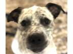 Adopt Ziggy Stardust a White - with Black Catahoula Leopard Dog / American Pit