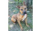 Adopt Barrow (In Foster) a Brown/Chocolate Black Mouth Cur / Mixed dog in New