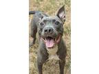 Adopt Roxie a American Pit Bull Terrier / Mixed dog in Tool, TX (38874700)