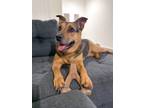 Adopt Mulan a Terrier (Unknown Type, Medium) / Mixed dog in Raleigh