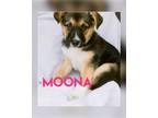 Adopt MOONA a Tricolor (Tan/Brown & Black & White) Shepherd (Unknown Type) /