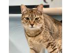 Adopt Missy a Brown or Chocolate Domestic Shorthair / Mixed cat in New