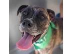 Adopt Bonnie a Boxer / Mixed dog in Troutdale, OR (38819874)