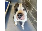 Adopt Chanel a Gray/Silver/Salt & Pepper - with Black Pit Bull Terrier / Mixed