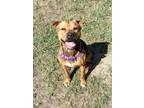 Adopt Maze a Brown/Chocolate American Pit Bull Terrier / American Pit Bull