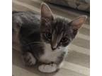 Adopt Annie - Center Foster Home a Gray or Blue (Mostly) Domestic Shorthair /