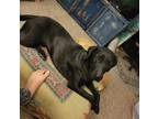 Adopt Boo a Black Labrador Retriever / Mixed dog in Farmington, NM (38624295)