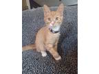 Adopt Petey a Orange or Red (Mostly) Domestic Shorthair / Mixed (short coat) cat