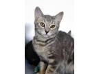 Adopt Yosemite a Domestic Shorthair / Mixed cat in Indiana, PA (38836906)