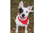 Adopt Daisy a White Terrier (Unknown Type, Small) / Mixed dog in Gulfport
