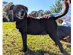 Adopt Lady a Black Labrador Retriever / American Pit Bull Terrier / Mixed dog in