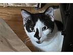 Adopt Babar a Black & White or Tuxedo Domestic Shorthair / Mixed cat in New