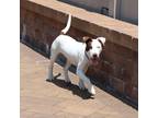 Adopt Tux a Mixed Breed (Medium) dog in Port Washington, NY (38622276)