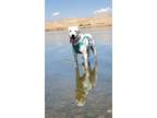 Adopt Bernardo a White American Staffordshire Terrier / Boxer / Mixed dog in