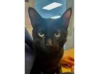 Adopt Elliot (foster kitten) a All Black Domestic Shorthair / Mixed (short coat)